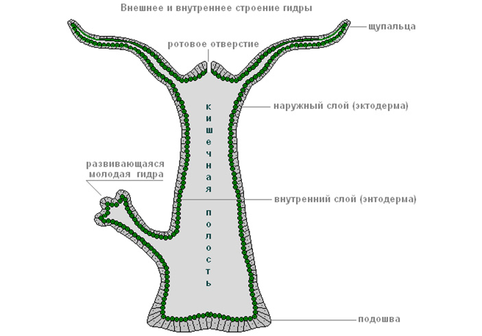 Кракен 17 af