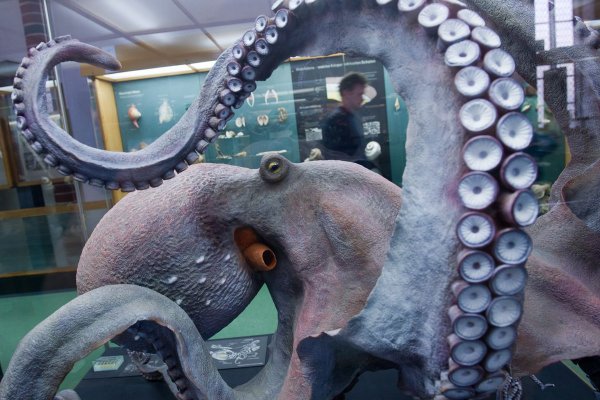 Kraken darknet ссылка